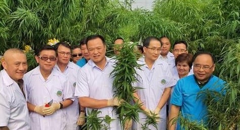 Δωρεάν διανομή φυτών κάνναβης στην Ταϊλάνδη μετά την νομιμοποίηση της καλλιέργειας της