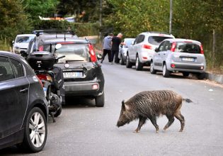 Μπορούν οι λύκοι να σώσουν τη Ρώμη από τα αγριογούρουνα;