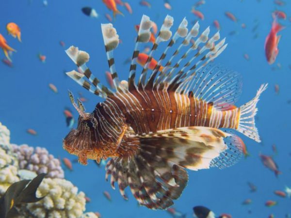 Ξενικά είδη: Η άγρια μάχη επιβίωσης κάτω από τα ήρεμα νερά – Είστε σίγουροι ότι ξέρετε πού κολυμπάτε;