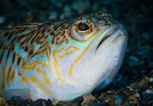 Ξενικά είδη: Η άγρια μάχη επιβίωσης κάτω από τα ήρεμα νερά – Είστε σίγουροι ότι ξέρετε πού κολυμπάτε;