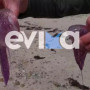 Μωβ μέδουσες εμφανίστηκαν σε παραλία της Εύβοιας