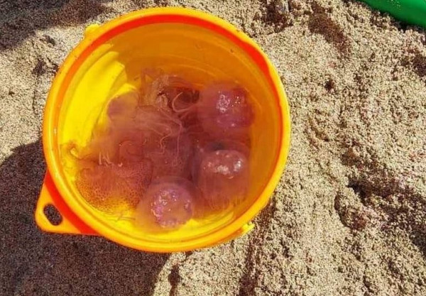 Μωβ τσούχτρες: Εμφανίστηκαν και στα Χανιά – Τις μαζεύουν με τους κουβάδες