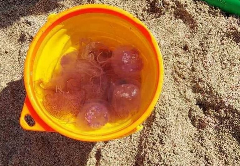 Μωβ τσούχτρες: Εμφανίστηκαν και στα Χανιά – Τις μαζεύουν με τους κουβάδες