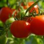 Συνδεδεμένες: Εντός βιομηχανική ντομάτα, κορινθιακή σταφίδα και εσπεριδοειδή