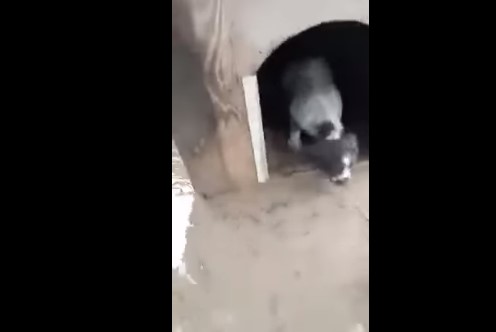 Ορεστιάδα: Βολεϊμπολίστας σώζει τον σκύλο του από το πλημμυρισμένο σπίτι του