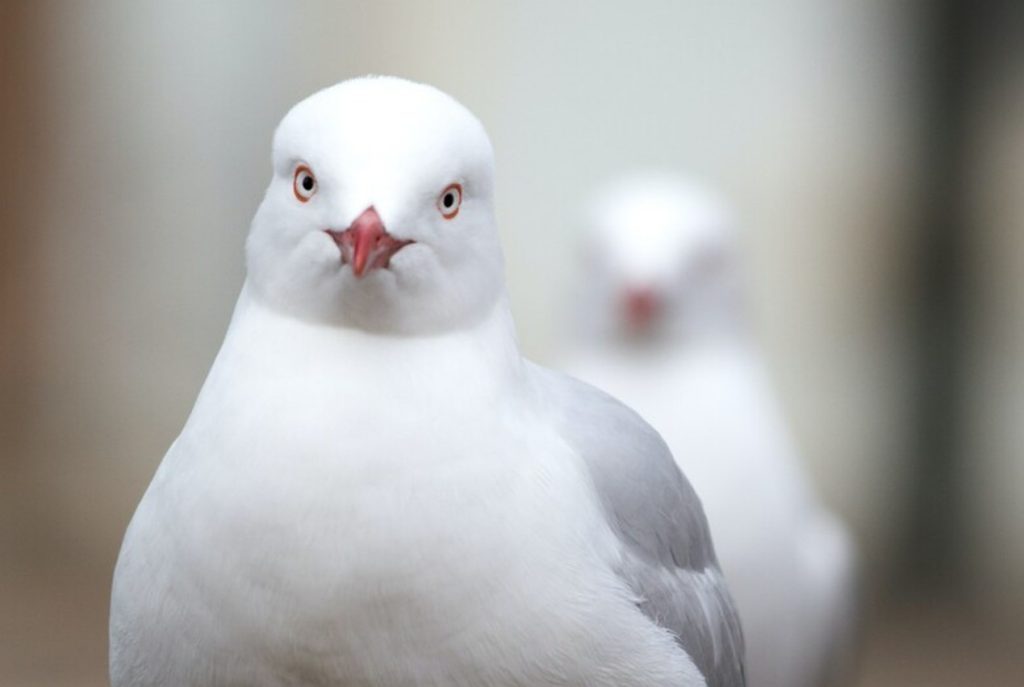 Γλαράκια στις ταράτσες και στους δρόμους της Αθήνας και του Πειραιά