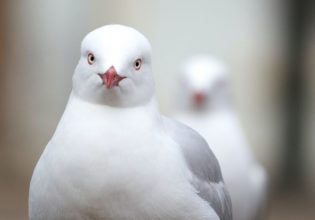 Γλαράκια στις ταράτσες και στους δρόμους της Αθήνας και του Πειραιά