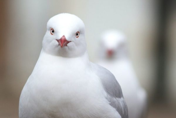 Γλαράκια στις ταράτσες και στους δρόμους της Αθήνας και του Πειραιά