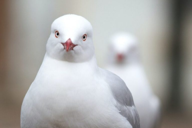 Γλαράκια στις ταράτσες και στους δρόμους της Αθήνας και του Πειραιά