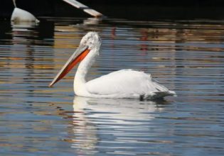 Αργυροπελεκάνοι: Η γρίπη των πτηνών έχει αποδεκατίσει τον πληθυσμό τους
