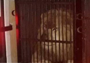 Μύκονος: Μέχρι λιοντάρια και τίγρης βρέθηκαν «πακεταρισμένα» για το νησί των ανέμων