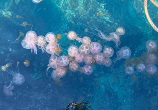 Χελώνα στη Νάξο καταβρόχθισε πάνω από 100 μέδουσες σε μισή ώρα