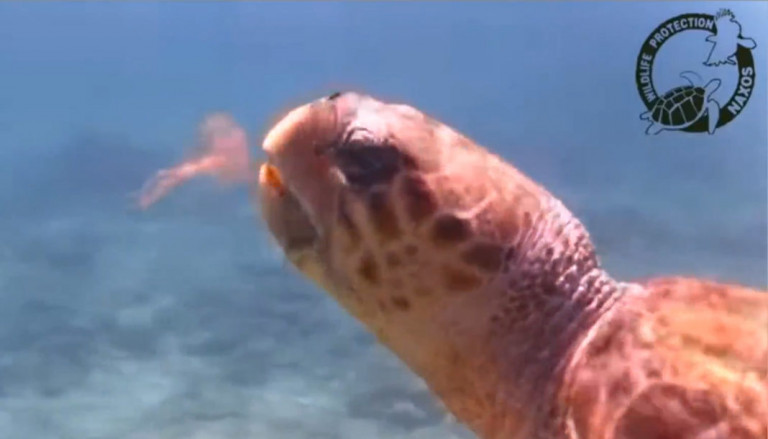 Μάριος: Η χελώνα που καταβροχθίζει μέδουσες… εν δράσει