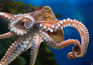 Γιατί δεν πρέπει να τρώμε πια χταπόδια