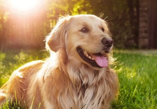 Έρευνα: Οι σκύλοι προέρχονται από δύο τουλάχιστον ξεχωριστούς πληθυσμούς αρχαίων λύκων