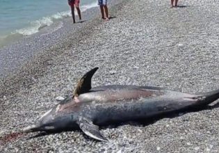 Καλαμάτα: Αναστάτωση στην παραλία από θαλάσσιο κήτος