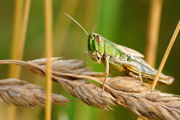 Locusts devaste crops in Rhodope