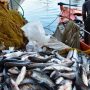 ΕΠΑλΘ: Καταβολή 2 εκατ. ευρώ σε 648 δικαιούχους παράκτιας αλιείας