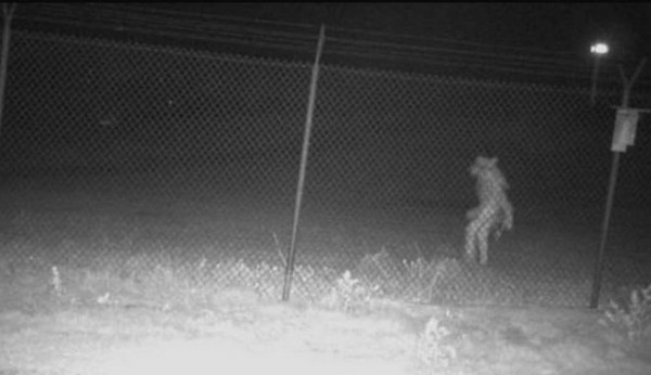 ΗΠΑ: Περίεργο πλάσμα «πιάστηκε» από κάμερα – Μεγάλη αναταραχή