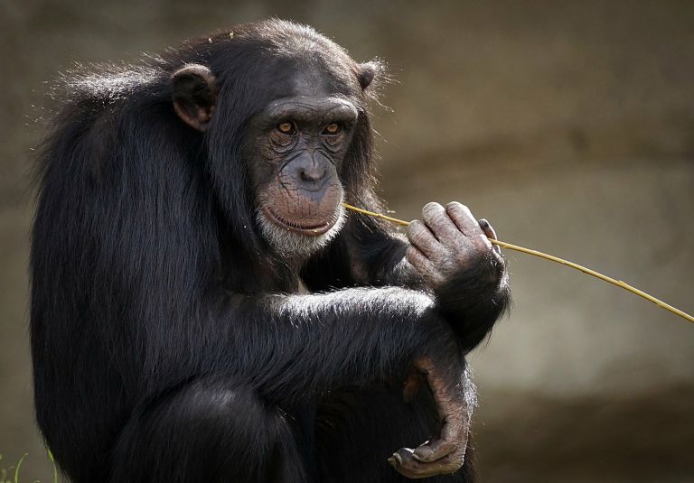 Θανάτωση χιμπατζή: Το να ζει σε πάρκο είναι σαν να ζει ένας άνθρωπος σε ασανσέρ 