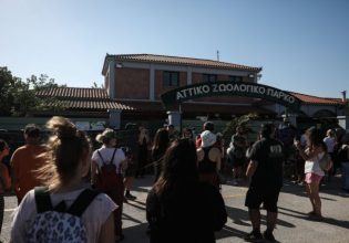 Αττικό Ζωολογικό Πάρκο: Παρέμβαση του υπουργείου για τη θανάτωση του χιμπατζή
