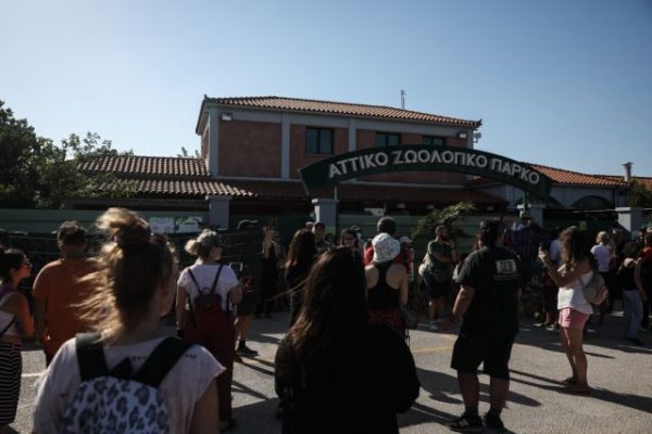 Αττικό Ζωολογικό Πάρκο: Κύμα αντιδράσεων για τη θανάτωση του χιμπατζή – Τι λέει ο ιδρυτής του Πάρκου
