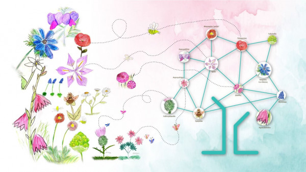 Τα «Αγριολούλουδα» της Βόρειας Εύβοιας, πρόγραμμα ανασυγκρότησης της περιοχής