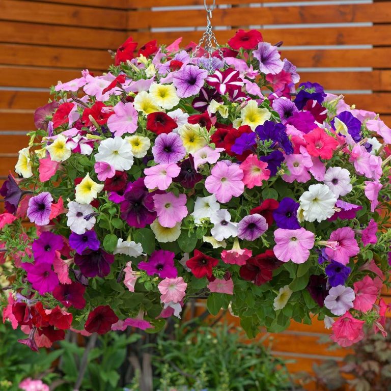5 λουλούδια για ζαρντινιέρες που λατρεύουν το καλοκαίρι