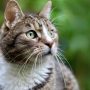 Κοροναϊός: Βρέθηκε η πρώτη περίπτωση γάτας που μόλυνε άνθρωπο