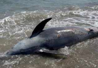 Λακωνία: Θλίψη – Ξεβράστηκε νεκρό δελφίνι σε παραλία της Νεάπολης