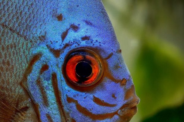 Άλλα τα μάτια του ψαριού: Γιατί τα υδρόβια ζώα βλέπουν τον κόσμο διαφορετικά