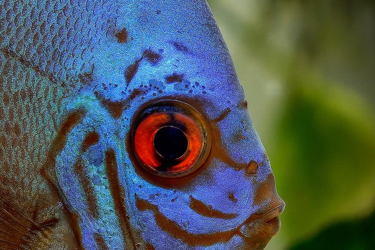 Какие глаза у рыб. Symphysodon Discus. Глаз рыбы. Глаза рыбки. Глаз рыбы фото.