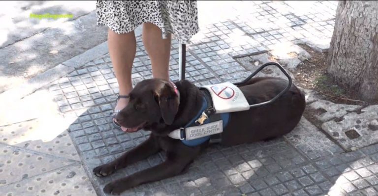 Σκύλος – οδηγός: Γνωρίστε την Ντόρα, τον φύλακα άγγελο της Έλσας