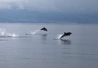 Τέσσερα δελφίνια συνοδεύουν το καραβάκι «Αργώ» στον Θερμαϊκό Κόλπο