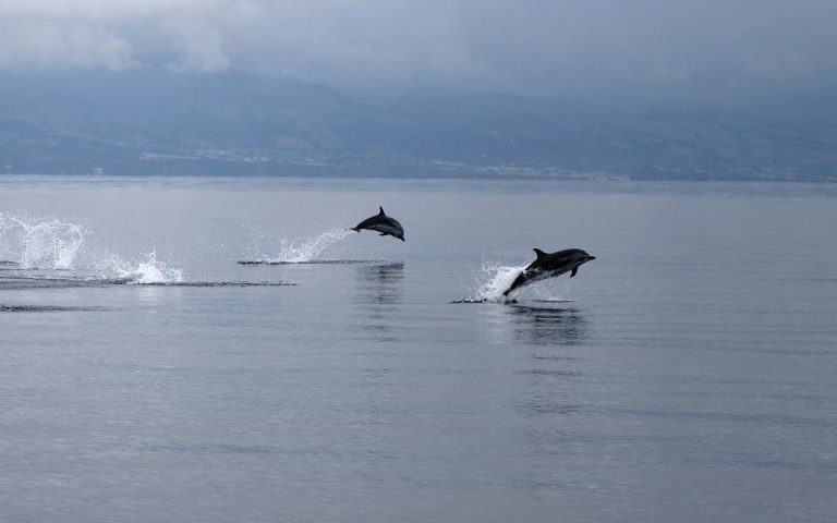 Τέσσερα δελφίνια συνοδεύουν το καραβάκι «Αργώ» στον Θερμαϊκό Κόλπο