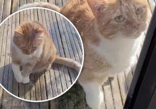 Γάτα με οσκαρική ερμηνεία: Προσποιήθηκε τραυματισμό για να μπει σπίτι