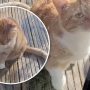 Γάτα με οσκαρική ερμηνεία: Προσποιήθηκε τραυματισμό για να μπει σπίτι