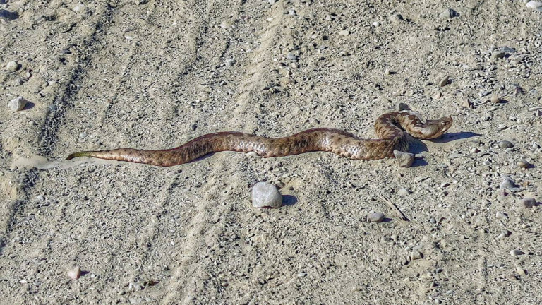 Αλεξανδρούπολη: Πήγαν να πιάσουν δουλειά και ήρθαν αντιμέτωποι με μεγάλο φίδι