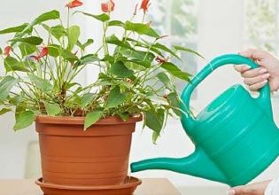 Πώς θα επιβιώσουν τα φυτά μας στις ζεστές μέρες και τον καύσωνα