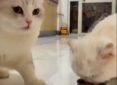 Γάτες: Μοιράζονται το φαγητό τους με μοναδικό τρόπο και γίνονται viral