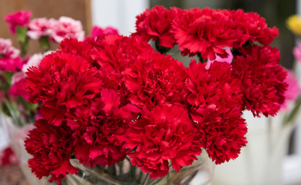 Υπέροχα λουλούδια από τις αυλές των γιαγιάδων μας