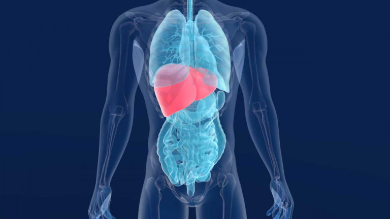 Ήπαρ: Το ανθρώπινο όργανο έχει πάντα ηλικία έως τριών ετών, ακόμη και στους ηλικιωμένους