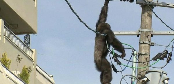 Αττικό Ζωολογικό Πάρκο: Θα μπορούσε η θανάτωση του χιμπατζή να έχει αποφευχθεί;