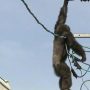Αττικό Ζωολογικό Πάρκο: Θα μπορούσε η θανάτωση του χιμπατζή να έχει αποφευχθεί;