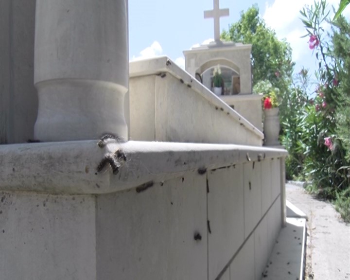 Φρίκη χωρίς τέλος στο Ρέθυμνο: Οι κάμπιες ανεβαίνουν τον Ψηλορείτη – Απλώνονται και στους τάφους