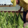 Κοζάνη: «Ανθίζει» ο καπνός – Εγκαταλείπονται οι εναλλακτικές καλλιέργειες