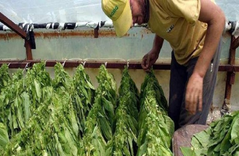 Κοζάνη: «Ανθίζει» ο καπνός – Εγκαταλείπονται οι εναλλακτικές καλλιέργειες