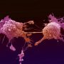 Έρευνα: Τα καρκινικά κύτταρα διασπείρονται κατά τον βραδινό ύπνο