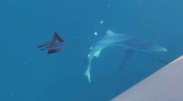 Αιτωλοακαρνανία: Πήγαν για ψάρεμα και βρέθηκαν σε απόσταση δύο μέτρων από καρχαρία