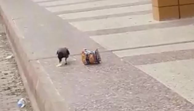 Τουρκία: Βίντεο με κοράκι να κλέβει πατατάκια από μίνι μάρκετ